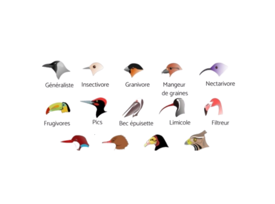 Caractéristiques oiseaux