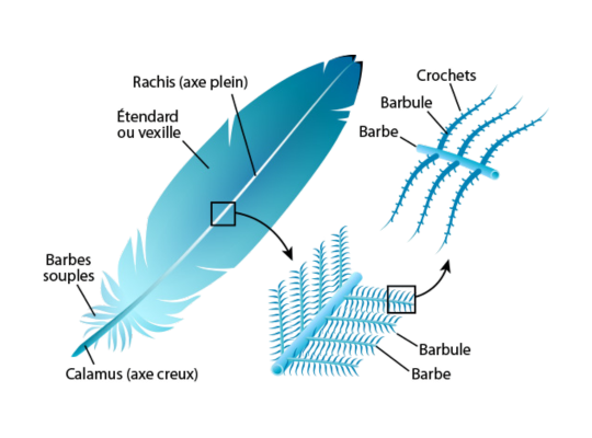 Plume oiseau