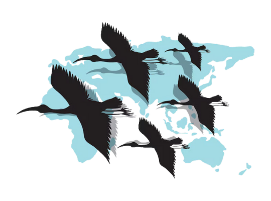 Migration oiseaux